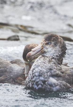 Australia confirms local transmission of bird flu