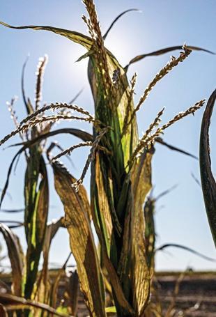 French farmers bracing for smallest corn crop since 1980