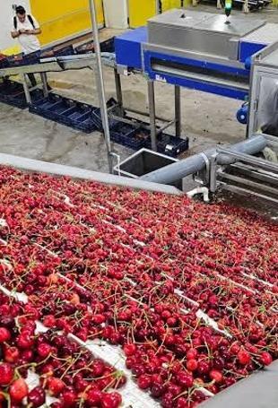 Cherry exports hit $235 mln in seven months