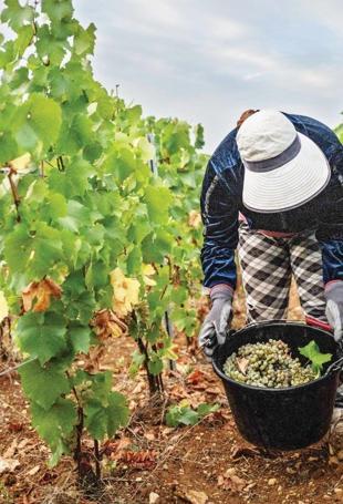 Scorching summer pushes French wine harvest to new historic low