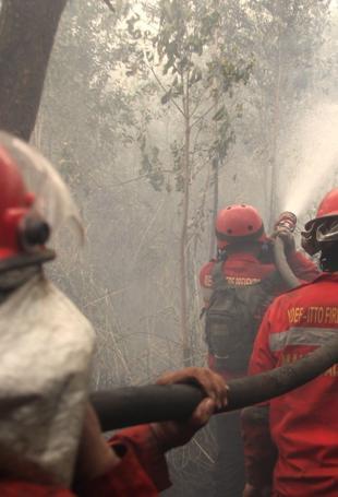 Indonesia struggling to curb forest fires