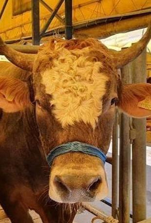 Türkiye gradually reduces cattle imports