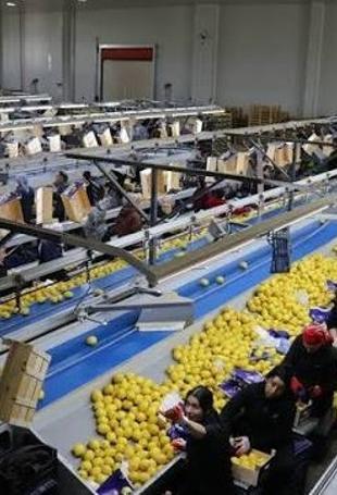 Türkiye’s fresh vegetable exports top $822 million in January-September