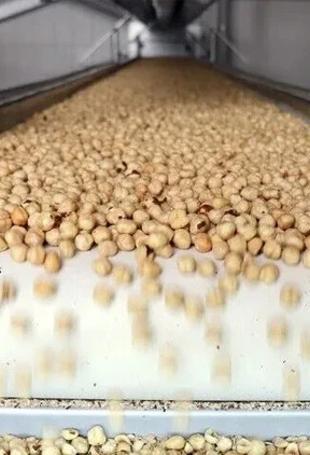 Türkiye’s hazelnut exports exceed $1.9 bln in first nine months