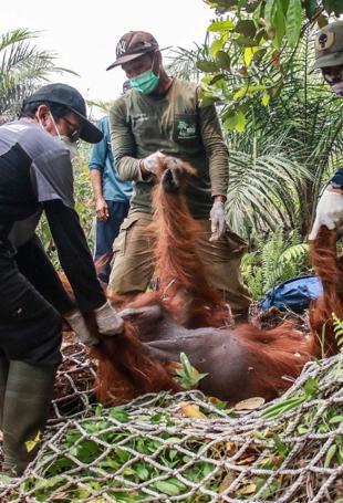 Dozens of orangutans saved from Indonesia blazes