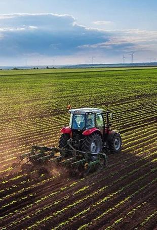 Crop output seen rising in cereals, fruits this year