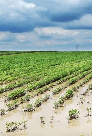 Climate-driven farm losses push agricultural insurance payouts higher in Türkiye