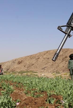 Afghanistan opium poppy cultivation surges despite gov’t ban: UN