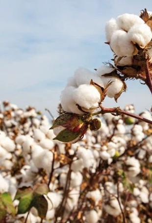 Türkiye’s cotton output squeezed by rising costs