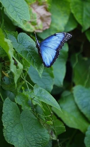 Butterfly garden in Central Anatolia