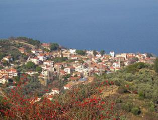 Turkish-brand olive oil created in Kumyaka
