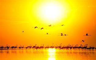 Flamingos prepare to take flight on southward journey