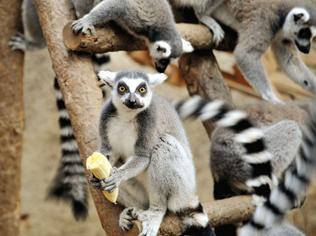 İzmir home to animals in danger of extinction