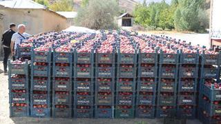 25 yıllık bahçesinden 200 ton elma hasadı yaptı