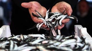 Trabzon daki balıkçı tezgahlarını süsleyen hamsinin kilogramı 75, 3 kilogramı ise 200 liradan satışa sunuluyor. Balıkçılar hamsinin 3 ay daha ucuza satılacağını belirtti.