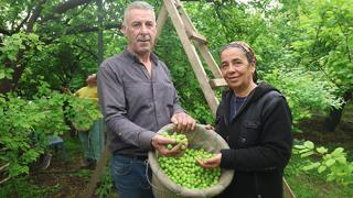 Hatay dan tüm dünyaya can eriği ihraç ediyor