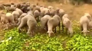 Ticaret Bakanlığı, bir üreticiye ait biberlerin hayvanlara yem olarak verilmesine ilişkin görüntülerin, eski tarihli olmasına rağmen yeni yaşanıyormuş izlenimi oluşturacak şekilde kasıtlı olarak yeniden dolaşıma sokulmasının, kamuoyunu yanıltmaya yönelik açık bir manipülasyon girişimi olduğunu bildirdi.