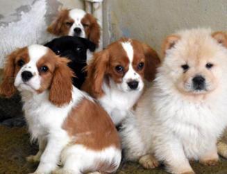 Smuggled animals seized by Turkish customs to be handed over to animal rights federation