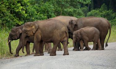 Borneo pygmy elephant fatally gores Aussie tourist