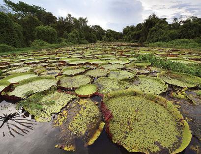 Species in decline worldwide, humans at risk