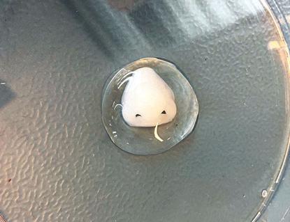 Turkish firm produces 3D bioprinters for world universities