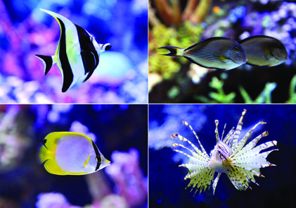 Sail the seven seas at Antalya Aquarium