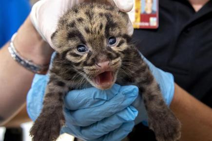 Cuteness alert: Zoo Miami shows off clouded leopard kittens