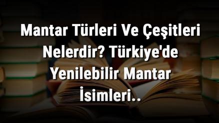 Mantar Türleri Ve Çeşitleri Nelerdir Türkiyede Yenilebilir Mantar İsimleri..