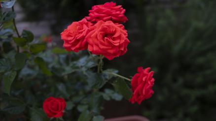 HIDIRELLEZ DUASI 2022: Hıdırellez Hızır duası nasıl ve ne zaman yapılır Hıdırellez gül ağacı dilek duası