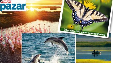 Derde, tasaya kısa bir mola