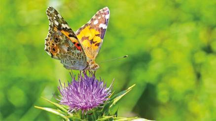 ‘Hevsel’in kelebekleri kitap olacak