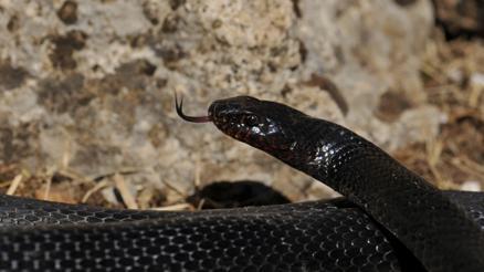 Profesörden karayılan uyarısı; zehirlileri yer, zararsızdır, öldürmeyin