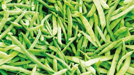 Taze fasulyeyle dünya turu...