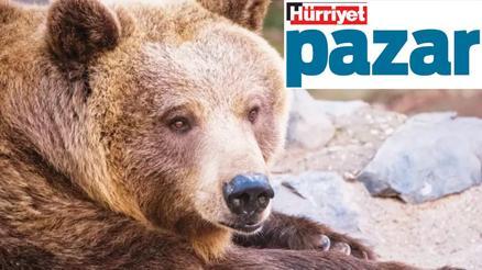 Hayvanlar âlemi yine şaşırtıyor