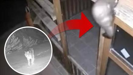 İzleyince şaşkına döndüler: Bağ evine girmeye çalışırken görüntülendiler