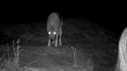 Aç kalınca köye indiler... Köylüler korkudan gece gündüz nöbet tutuyor