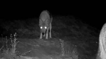 Köy sakinleri gece gündüz nöbet tutuyor Aç kurtlar böyle görüntülendi