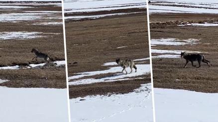 Karlı arazide yalnız başına ilerliyordu... Ardahanda bir sürücü fark etti, hemen kayda aldı