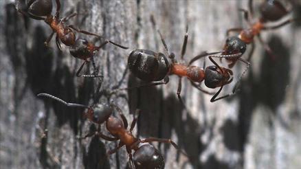 Karınca kaçakçılarına 7 bin 700 dolar ceza