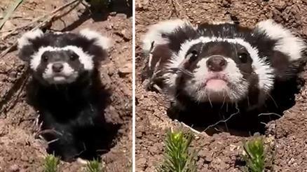 Nesli tükenme riski yüksek türler arasında: Sivastaki köyde görüntülendi