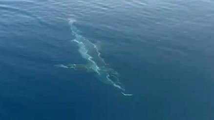 Erikli sahili açıklarında köpekbalığı görüntülendi