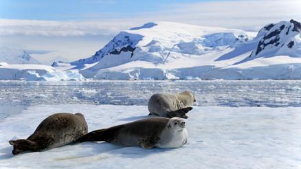 Gece hiç bitmiyor: Antarktika’da güneşin batmadığı büyüleyici yaz mevsimi