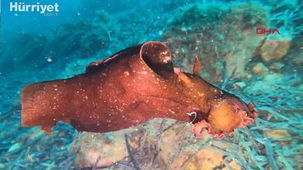 Saros Körfezi’nde İspanyol dansçısı balığı görüntülendi