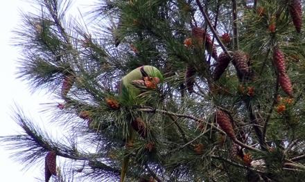 Parakeets chirp in Istanbul streets