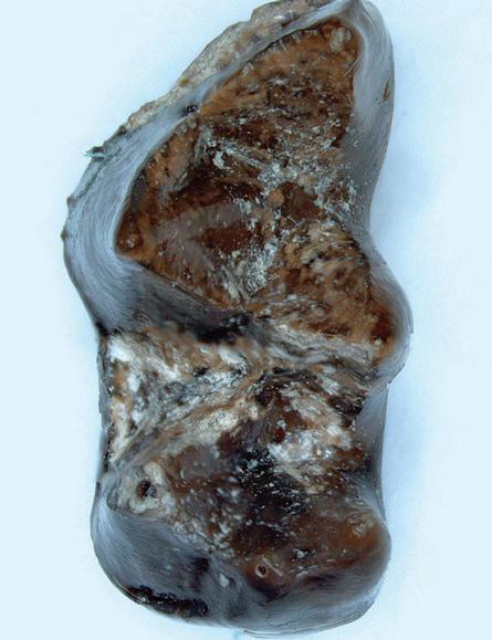 Fossil found in Turkey reveals 20 mln-year-old predator