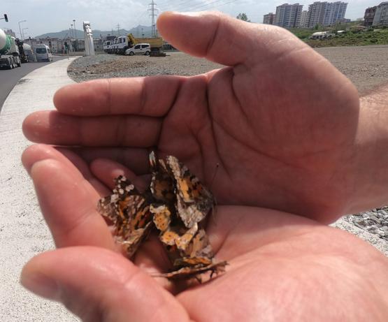 New insect species can be seen in Turkey: Expert