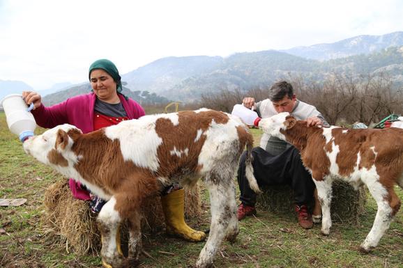 Valentines Day calf helps Turkish woman start farm