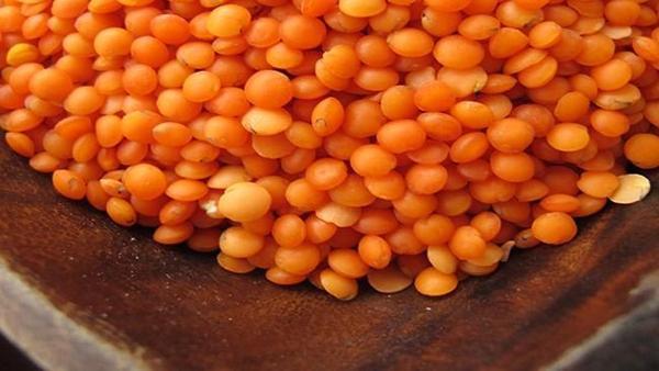 Yağışlar mercimek üretimini azalttı