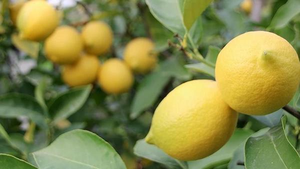 Limon ihracatındaki kısıtlama kaldırıldı