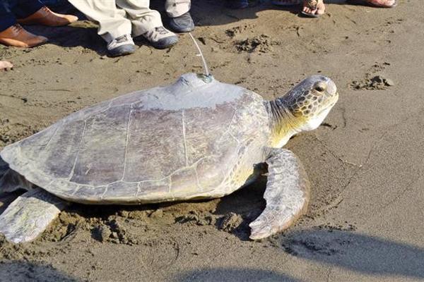 Sea turtle to be tracked with satellite